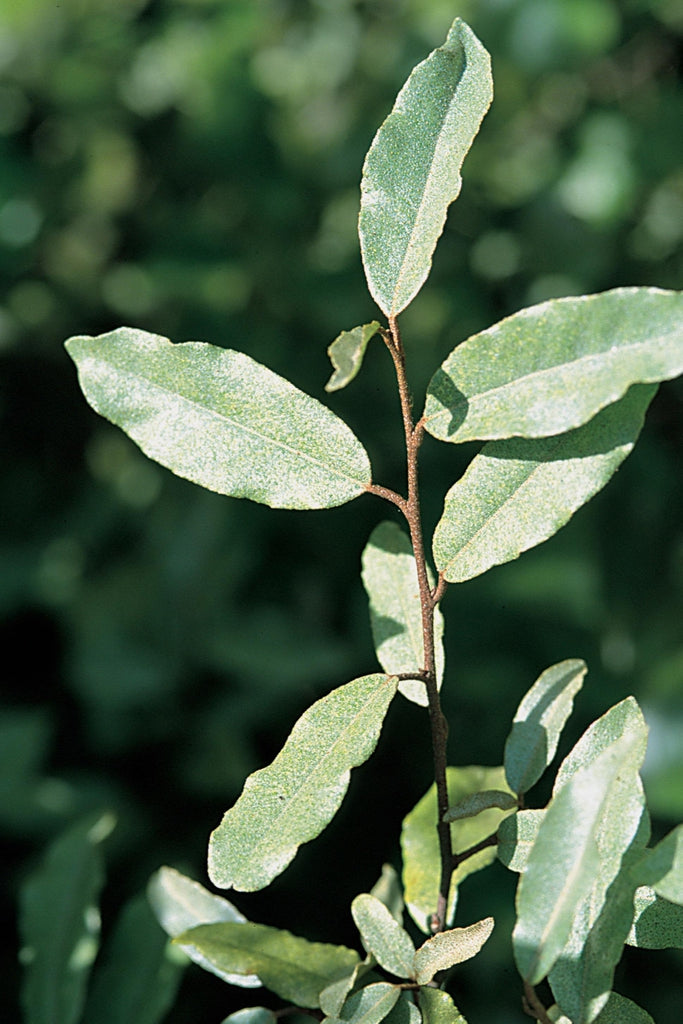 Elaeagnus Crate – Alabama Smilax